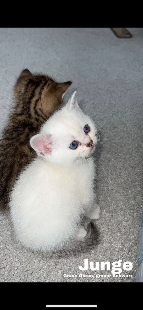 Britisch Kurzhaar Kitten