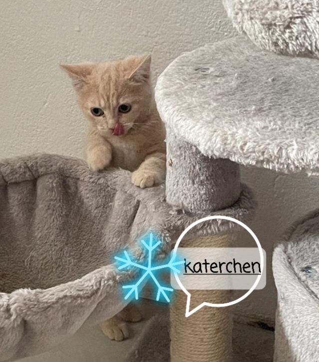 Katzenbabys bkh/Perser 