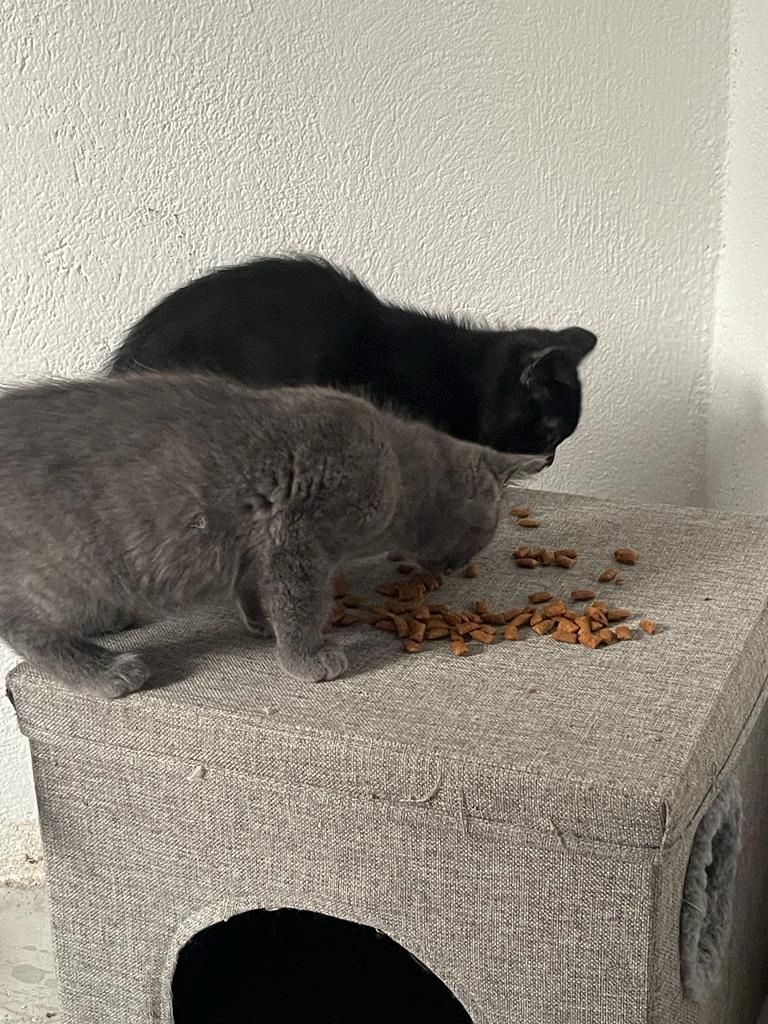 Katzenbabys bkh/Perser 