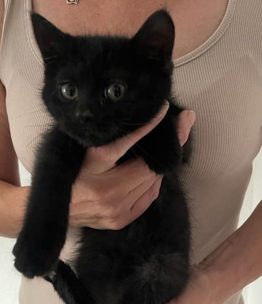 Katzenbabys bkh/Perser 