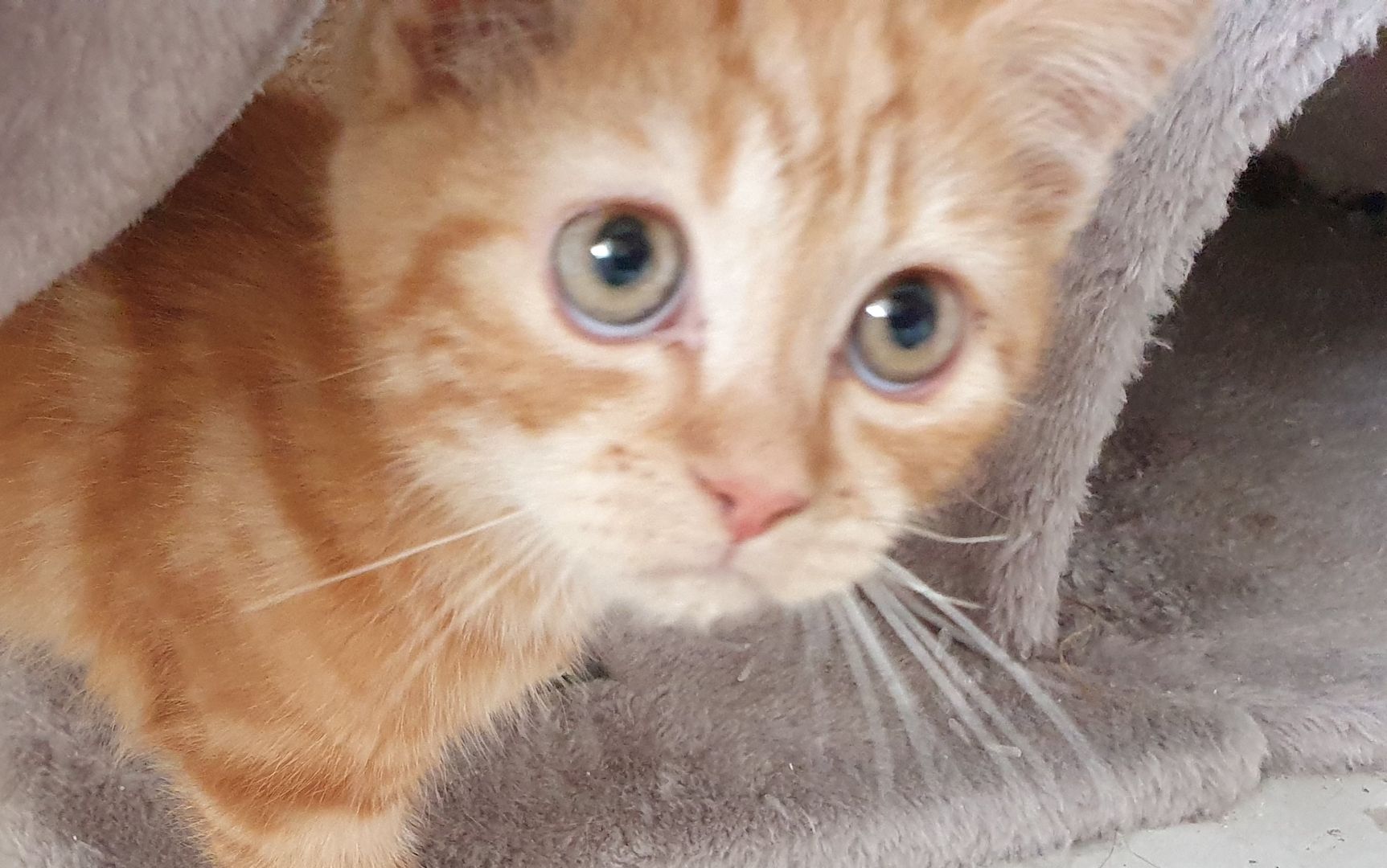 Katzenbabys bkh/Perser 