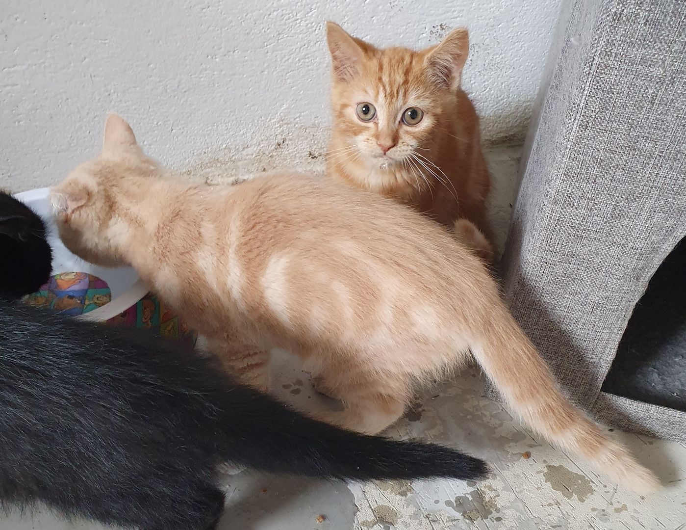 Katzenbabys bkh/Perser 