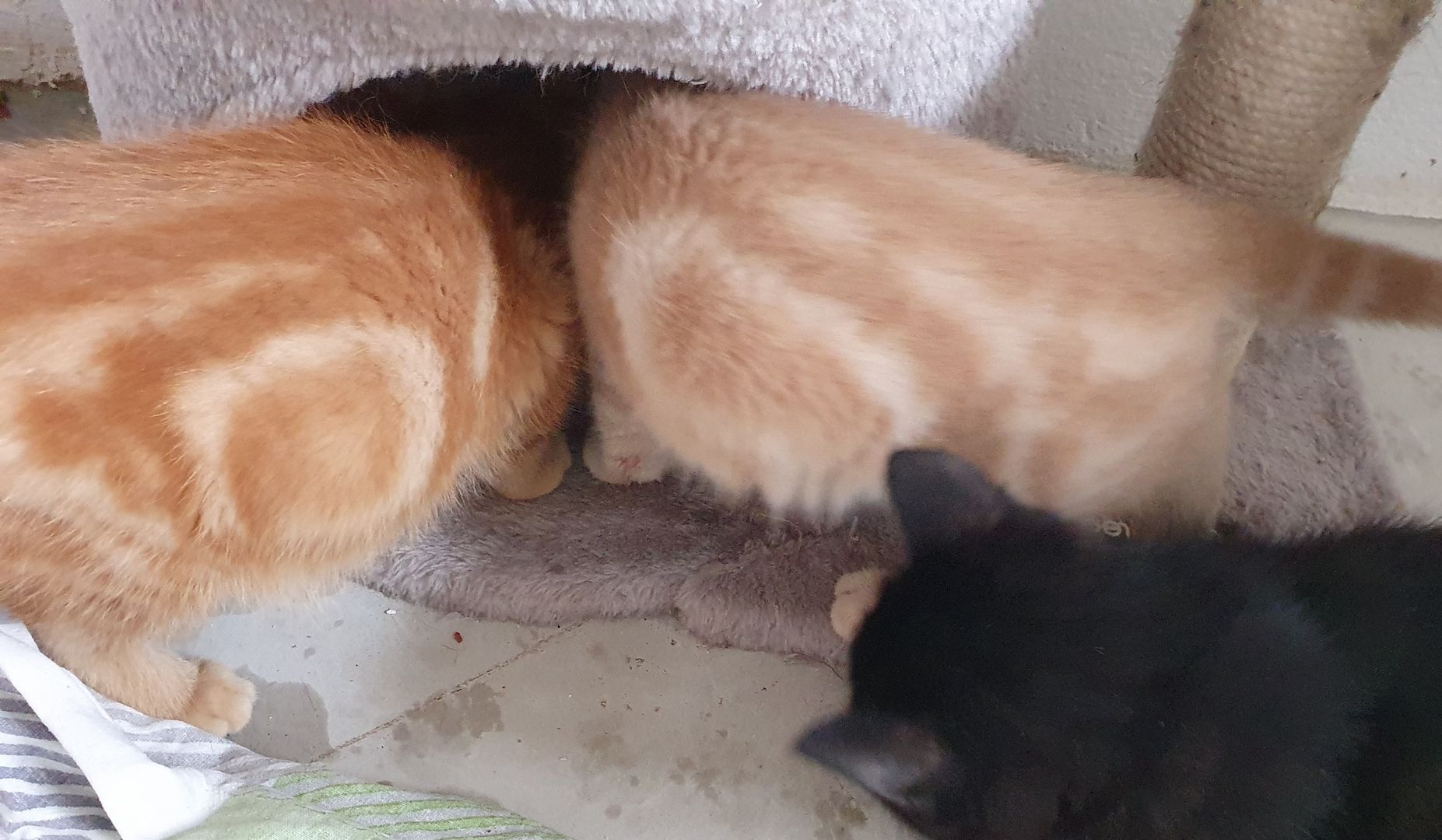 Katzenbabys bkh/Perser 