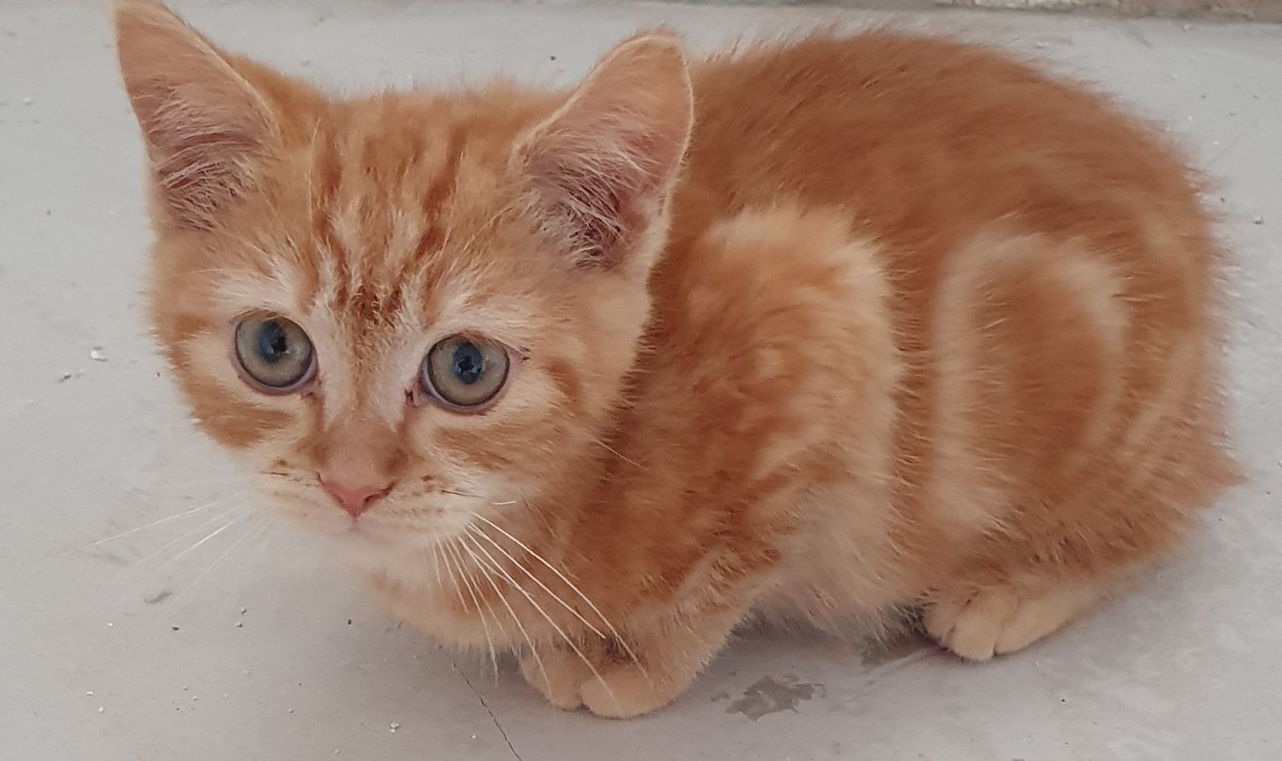 Katzenbabys bkh/Perser 