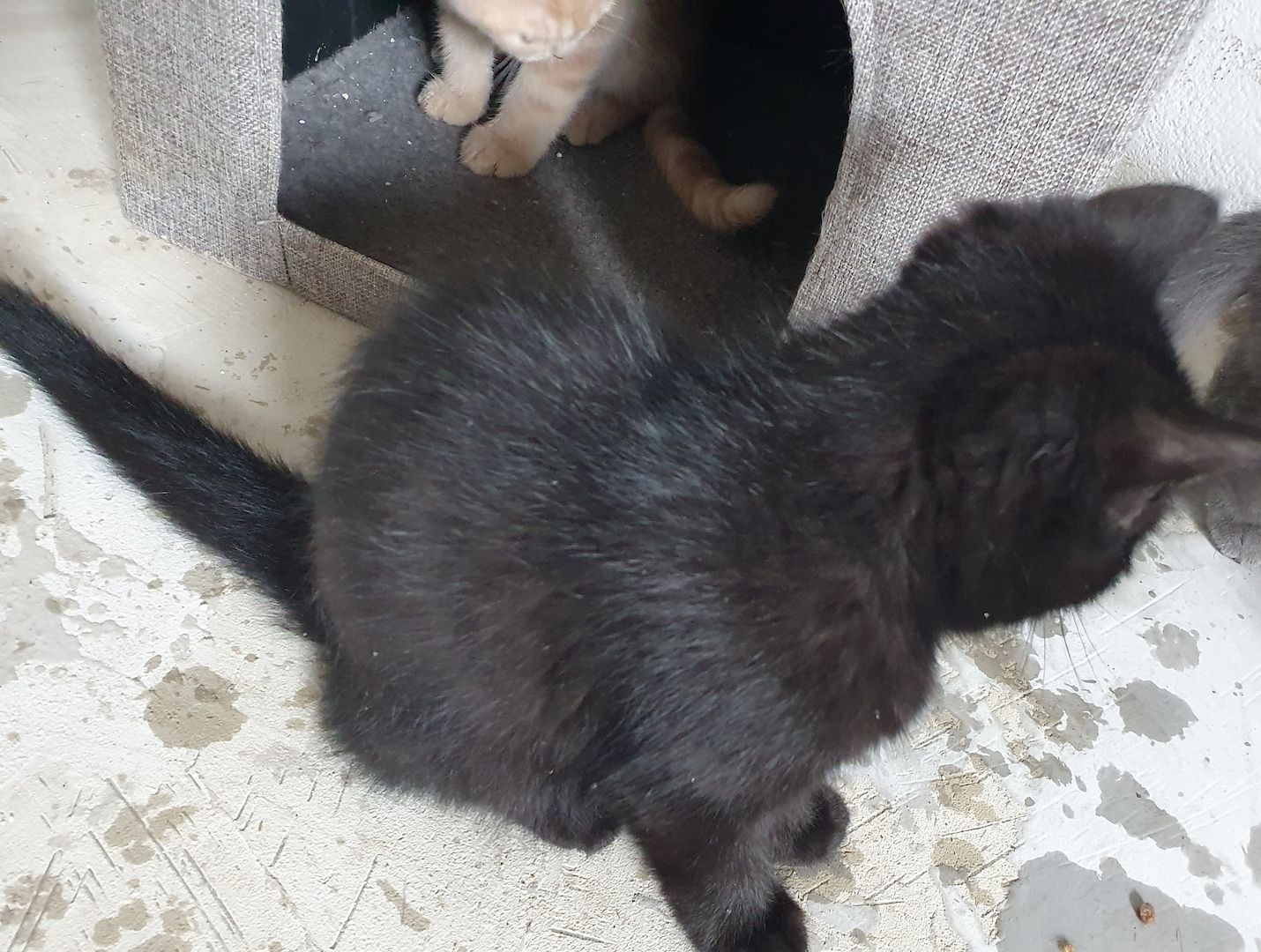 Katzenbabys bkh/Perser 