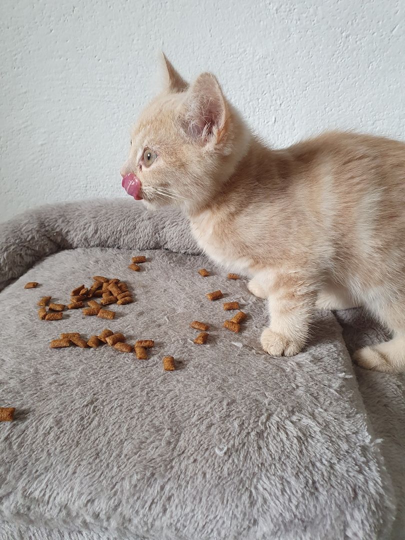 Katzenbabys bkh/Perser 