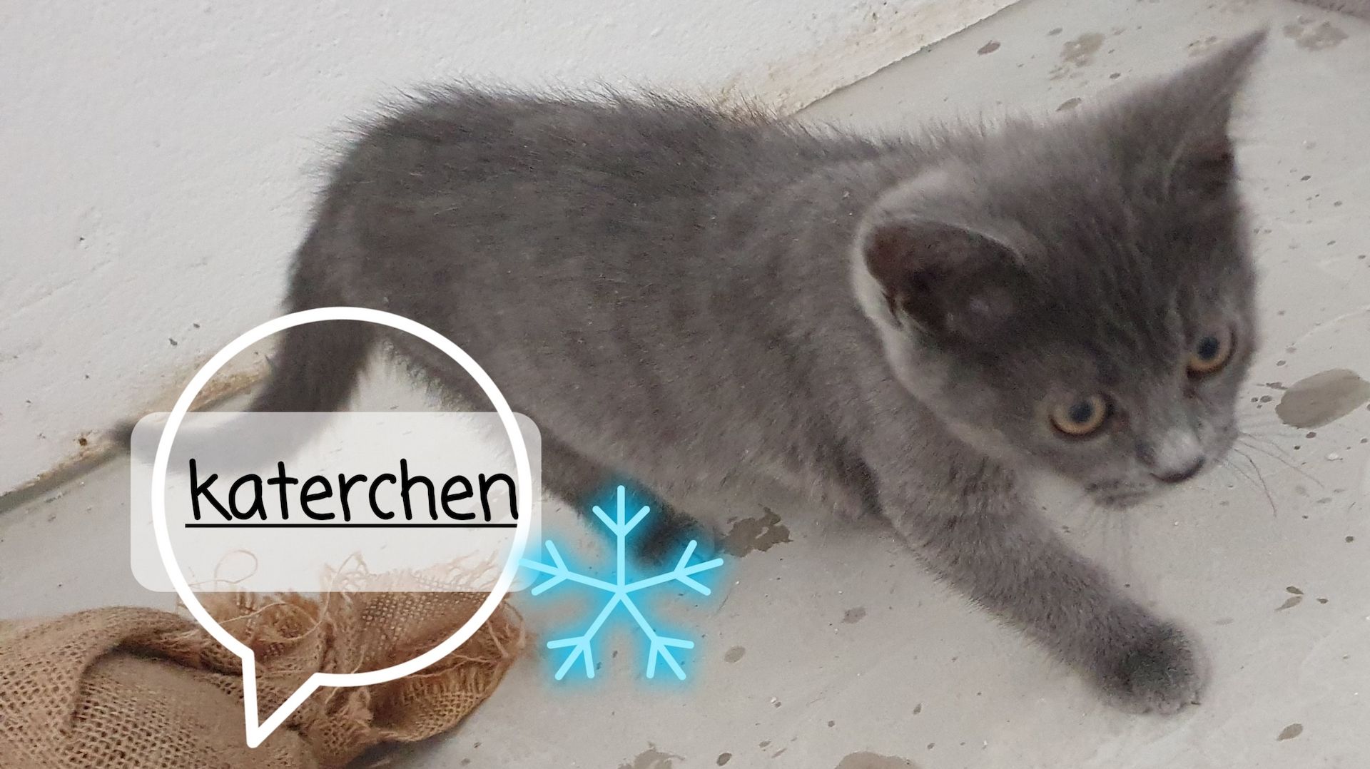 Katzenbabys bkh/Perser 