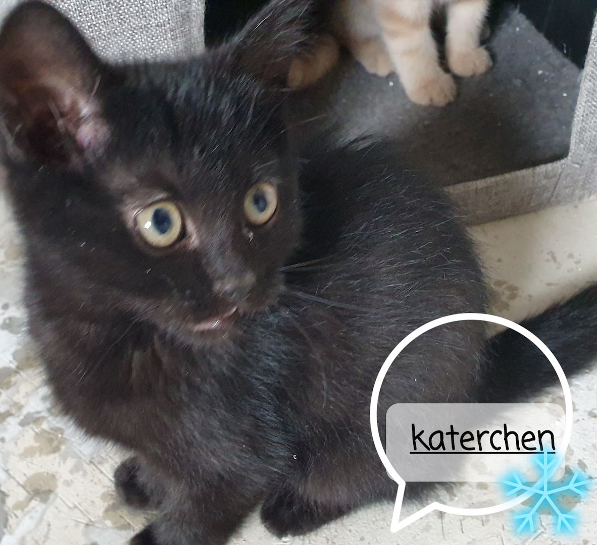 Katzenbabys bkh/Perser 