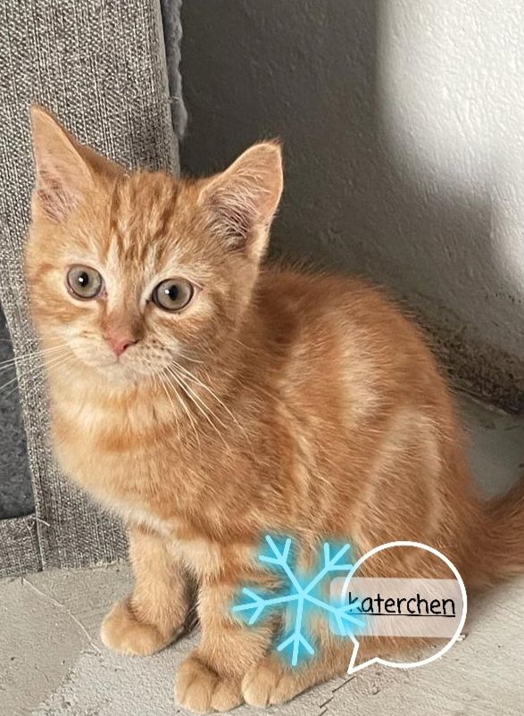 Katzenbabys bkh/Perser 