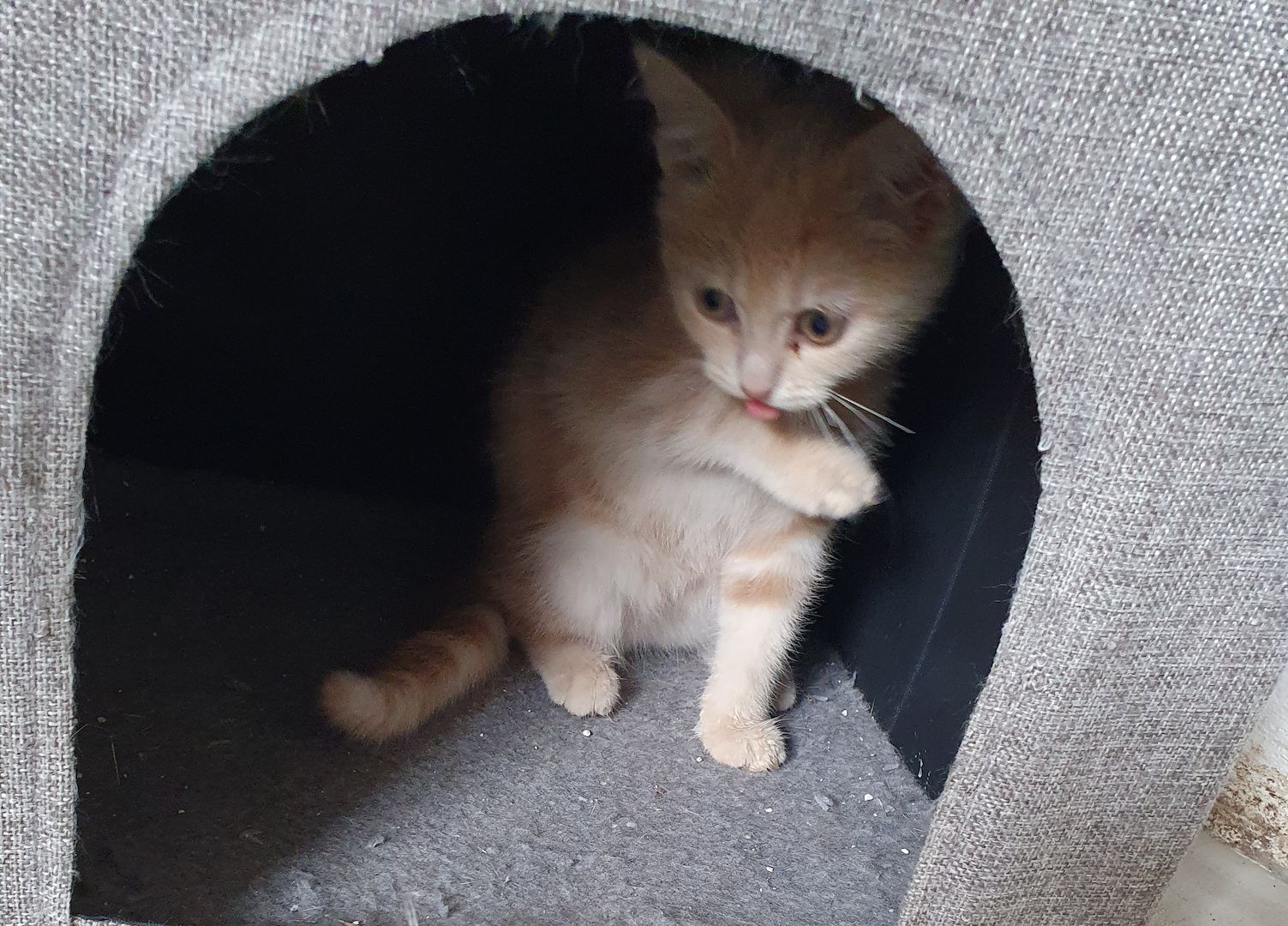 Katzenbabys bkh/Perser 