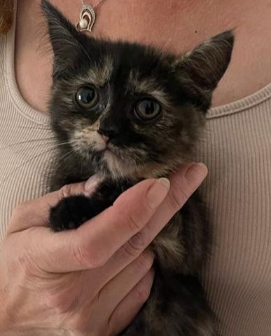 Katzenbabys bkh/Perser 