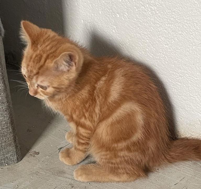 Katzenbabys bkh/Perser 