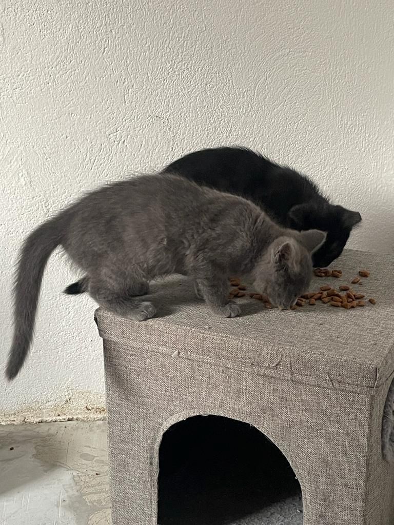 Katzenbabys bkh/Perser 