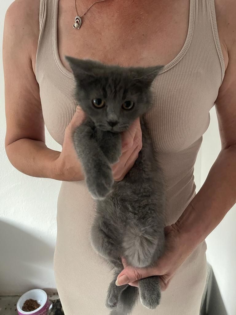 Katzenbabys bkh/Perser 