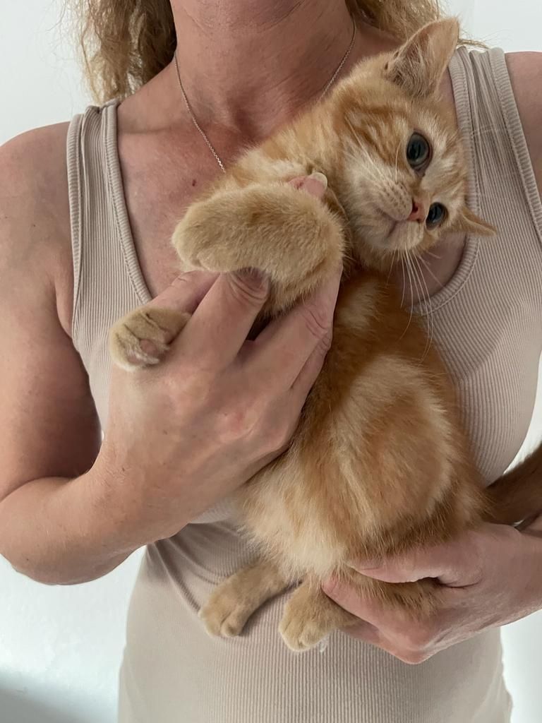 Katzenbabys bkh/Perser 