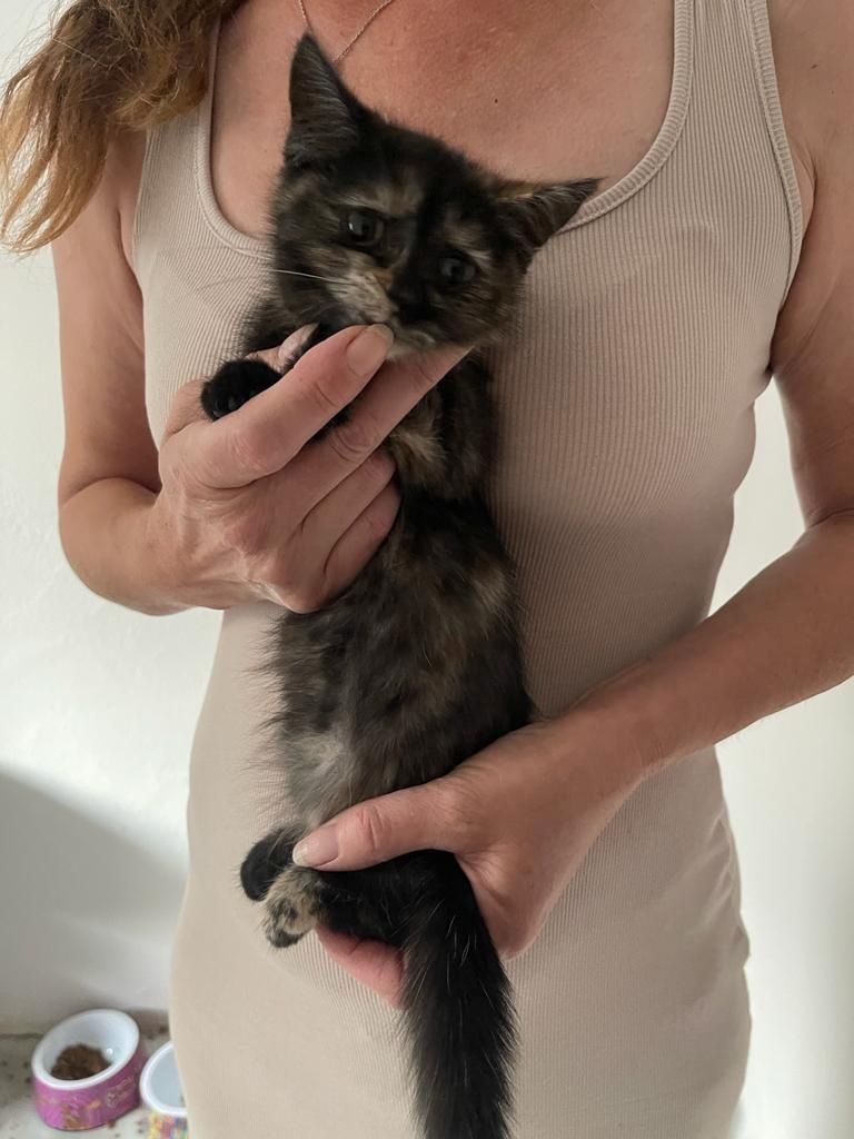 Katzenbabys bkh/Perser 