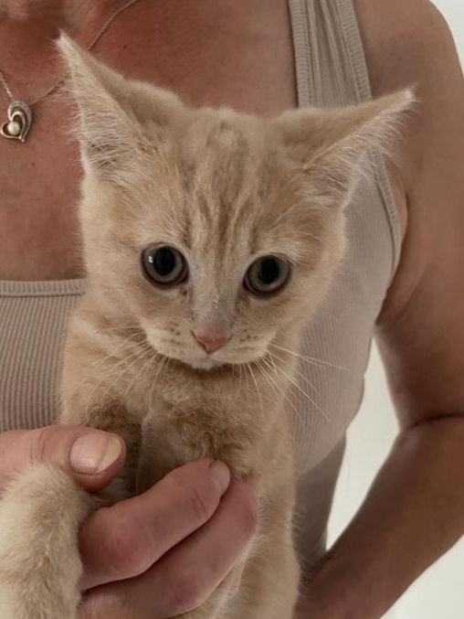 Katzenbabys bkh/Perser 