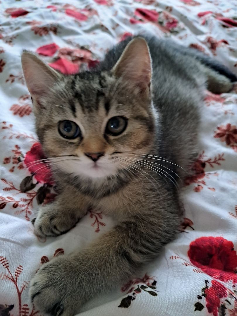 BKH KITTEN Junge sucht neues Zuhause