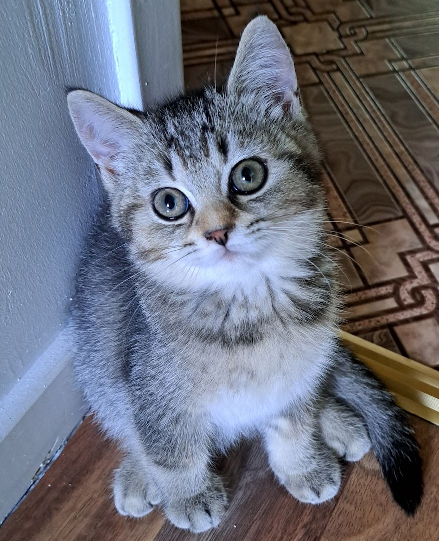 BKH KITTEN Junge sucht neues Zuhause