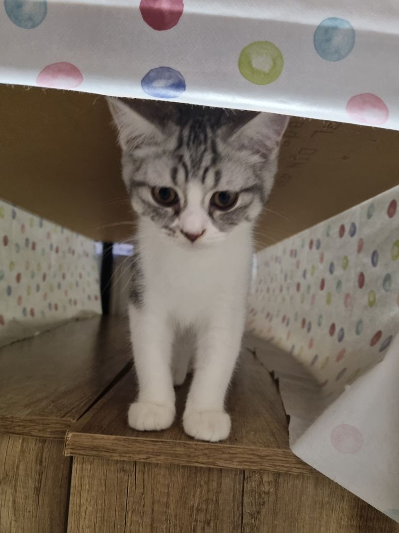 Reinrassige BKH Kater suchen neues Zuhause