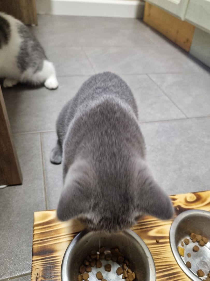 Reinrassige BKH Kater suchen neues Zuhause