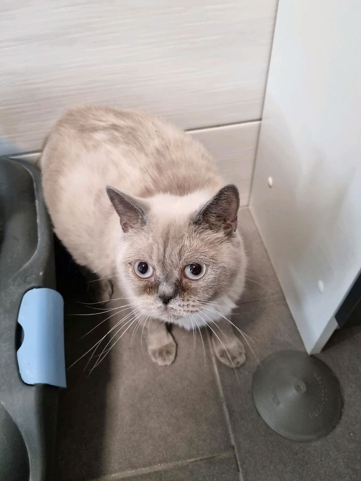Reinrassige BKH Kater suchen neues Zuhause