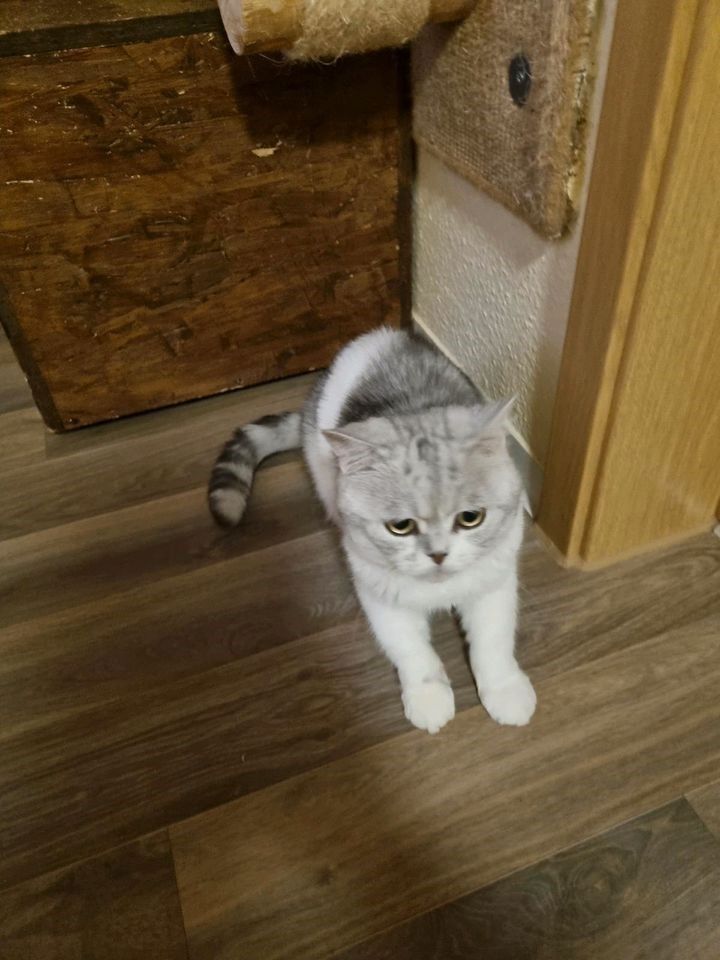 Reinrassige BKH Kater suchen neues Zuhause