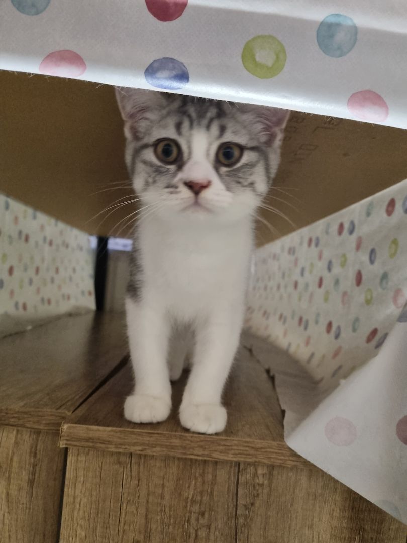 Reinrassige BKH Kater suchen neues Zuhause