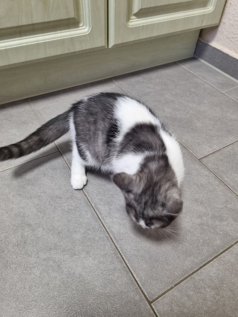 Reinrassige BKH Kater suchen neues Zuhause