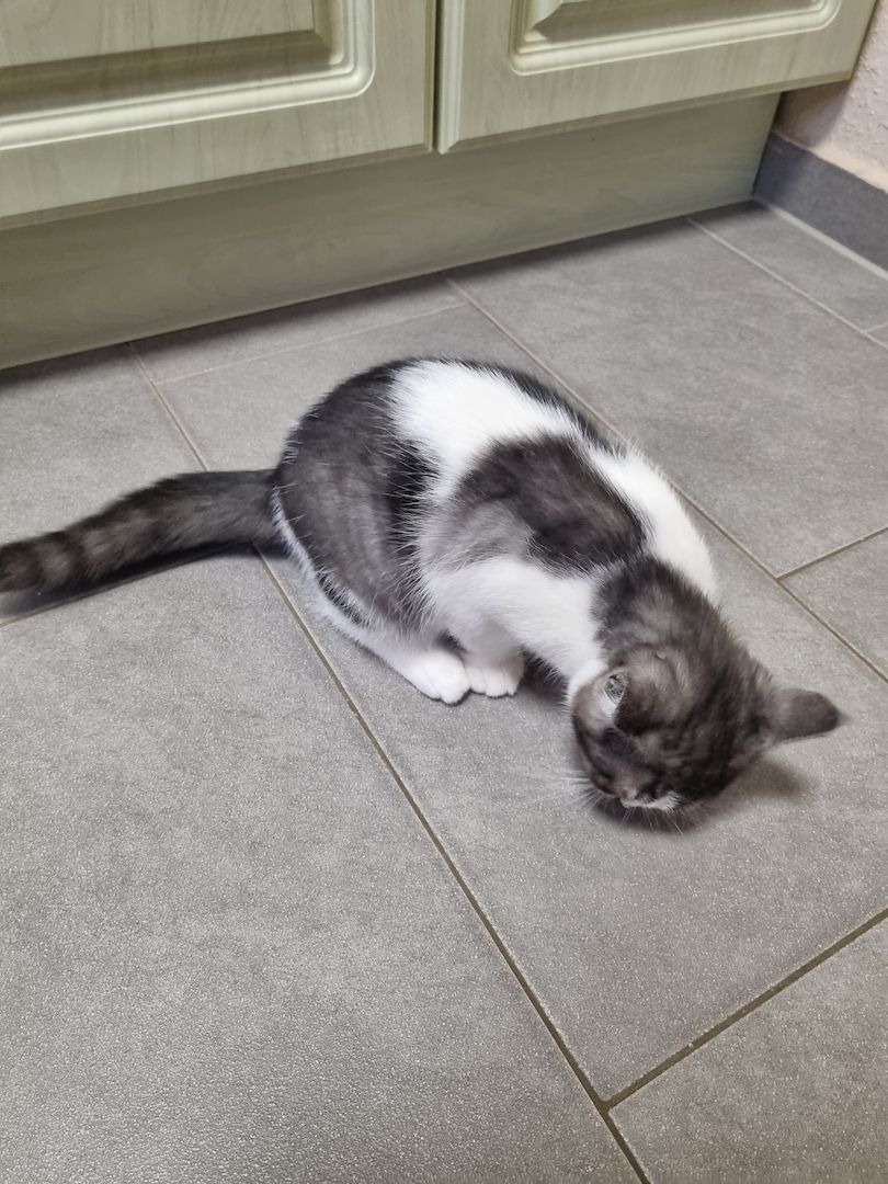 Reinrassige BKH Kater suchen neues Zuhause