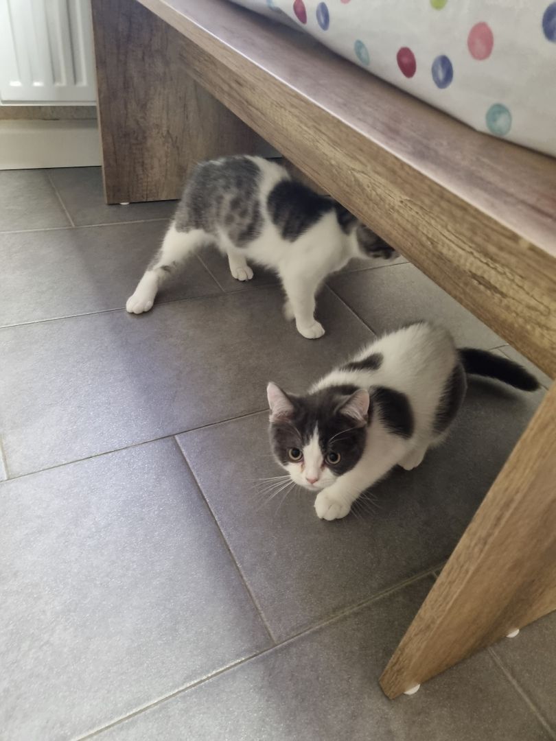 Reinrassige BKH Kater suchen neues Zuhause