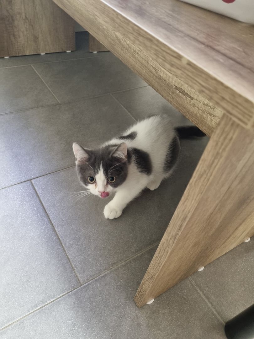 Reinrassige BKH Kater suchen neues Zuhause