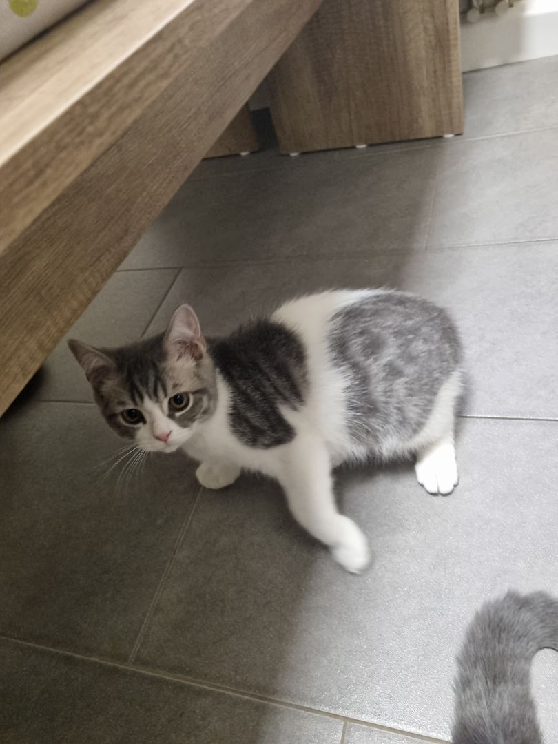 Reinrassige BKH Kater suchen neues Zuhause