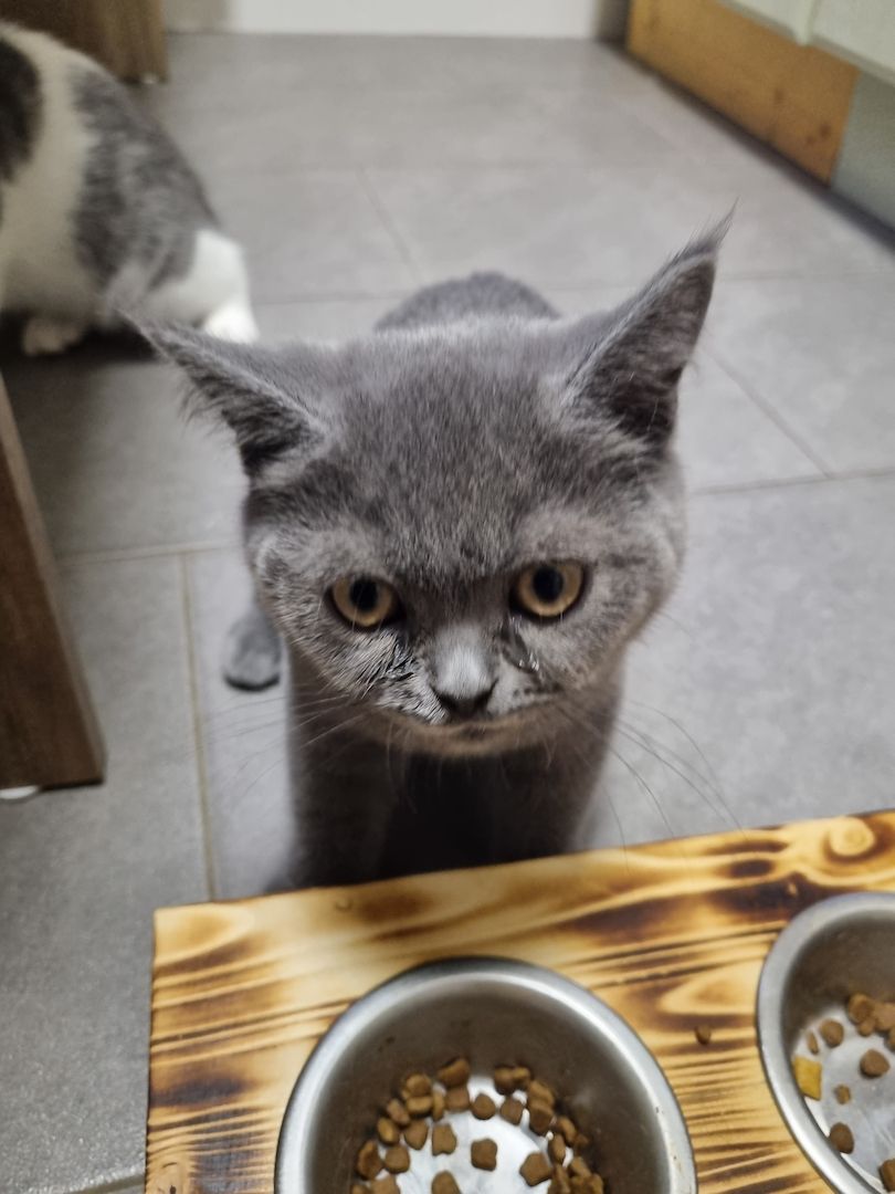 Reinrassige BKH Kater suchen neues Zuhause