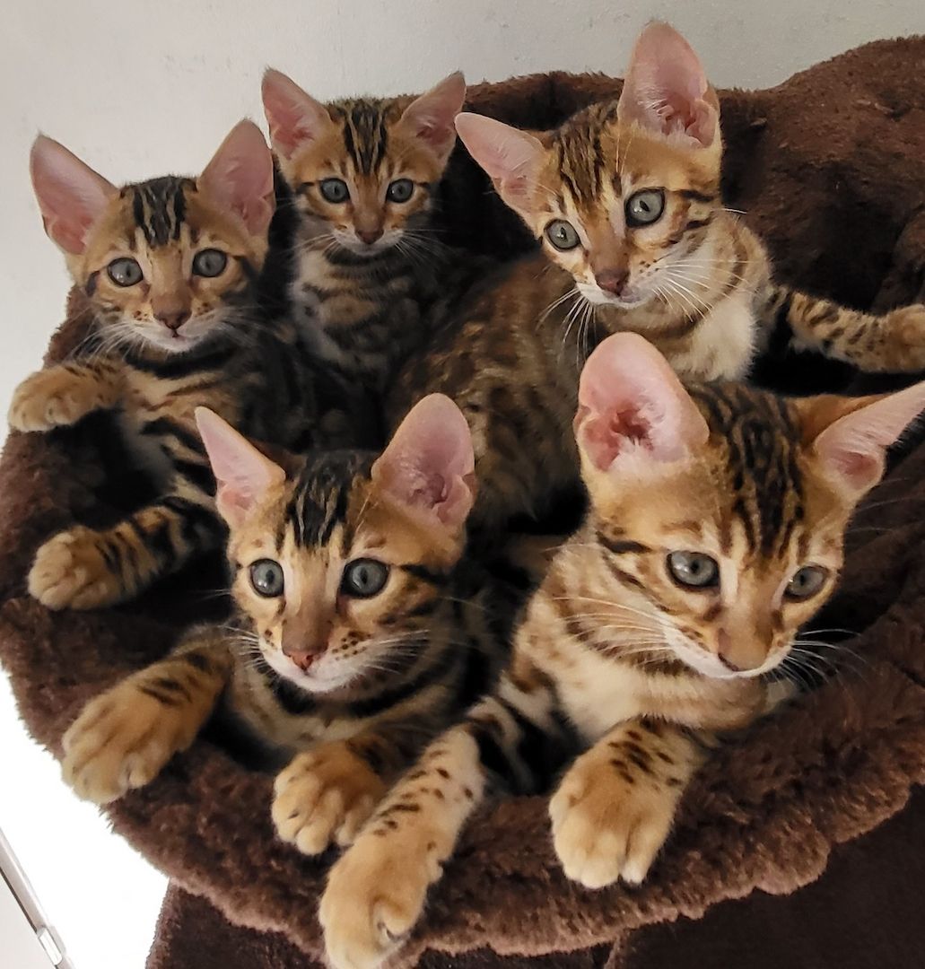 Bengal Kitten zu verkaufen Bengal Kitten zu verkaufen