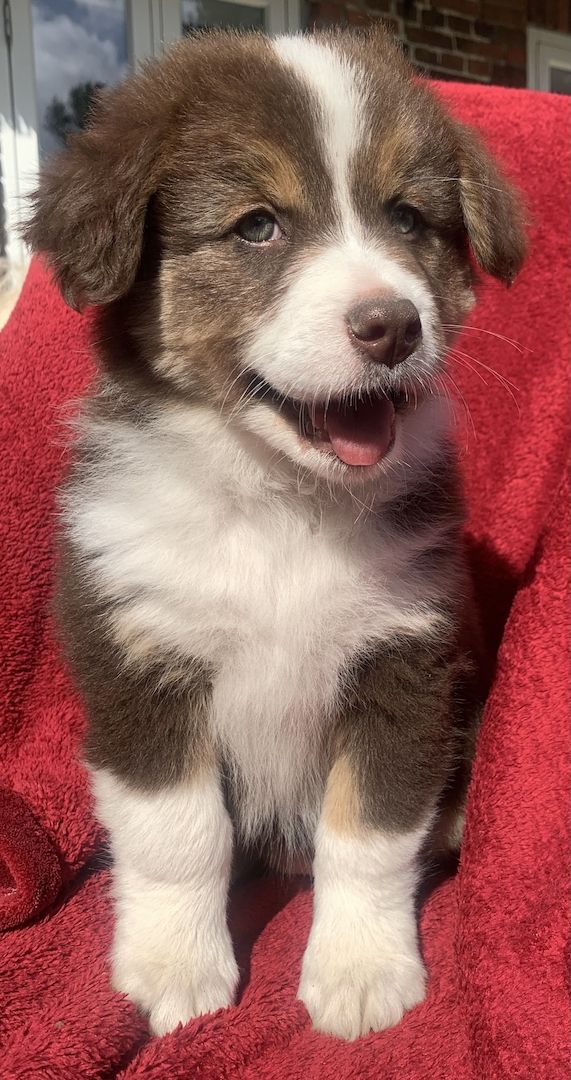 Australian shepherd welpen