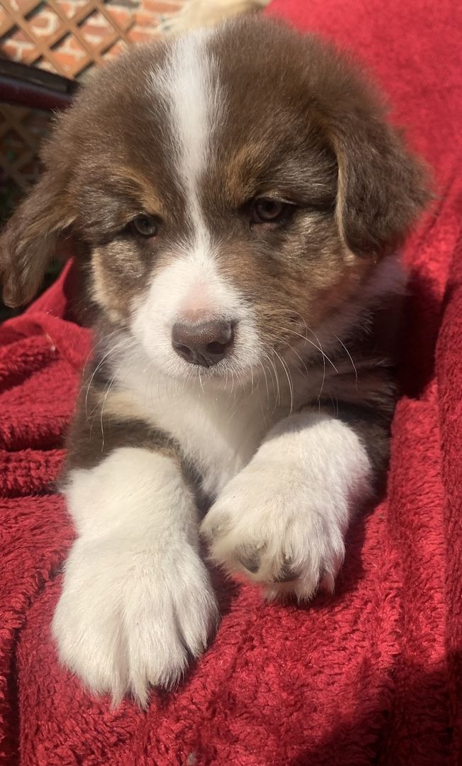 Australian shepherd welpen