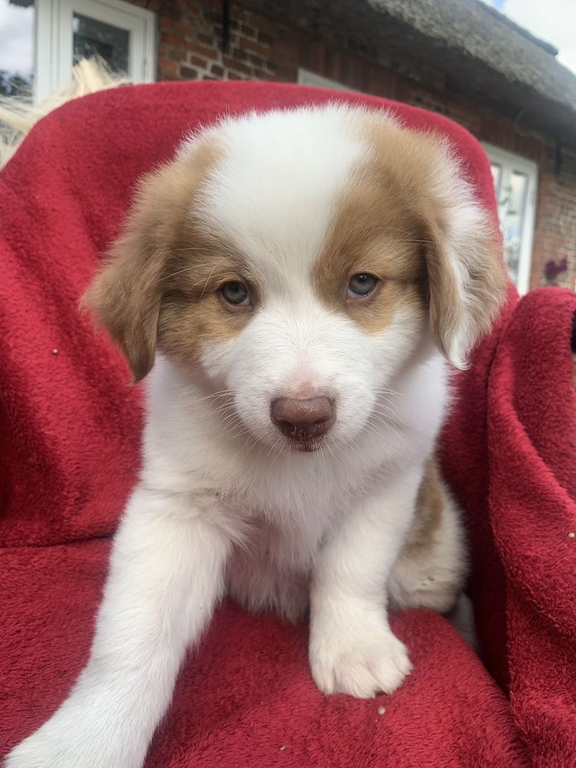 Australian shepherd welpen