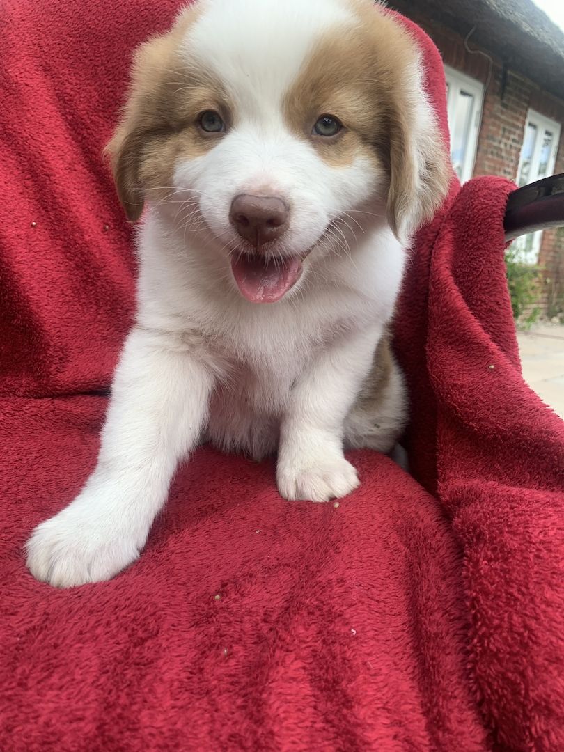 Australian shepherd welpen
