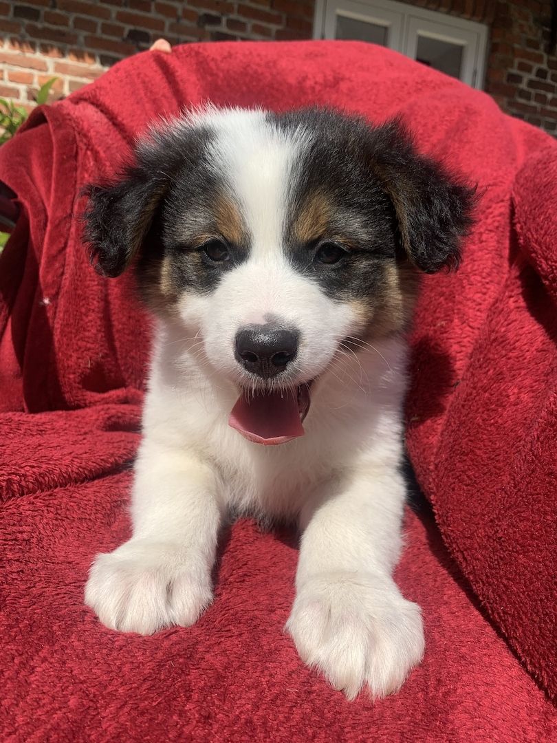 Australian shepherd welpen