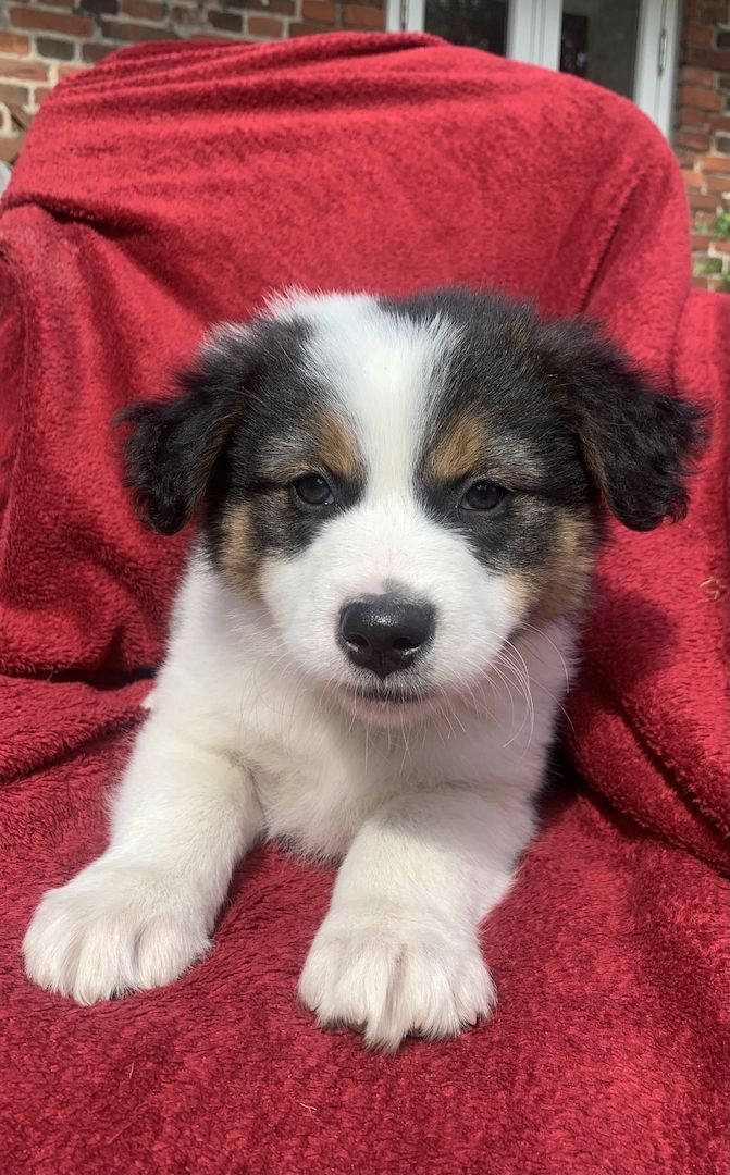 Australian shepherd welpen