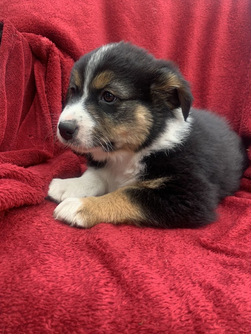 Australian shepherd welpen