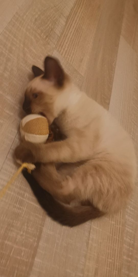 Siam-heilige Birma Kitten