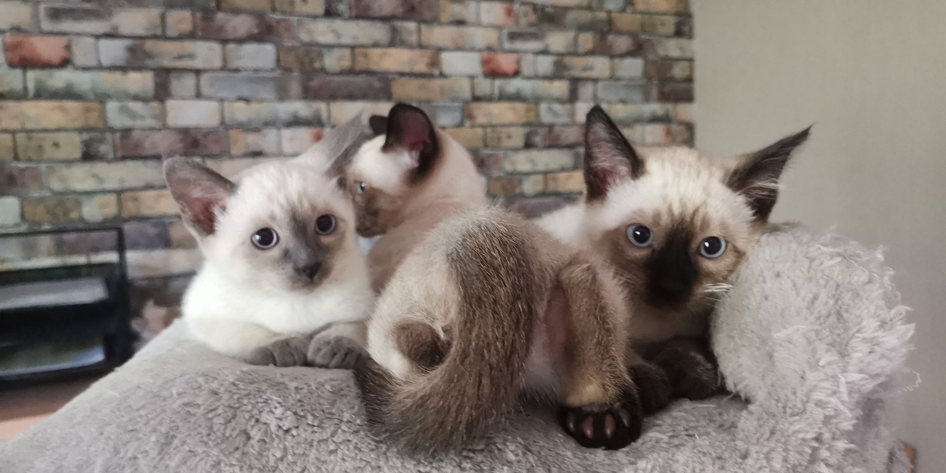 Siam-heilige Birma Kitten