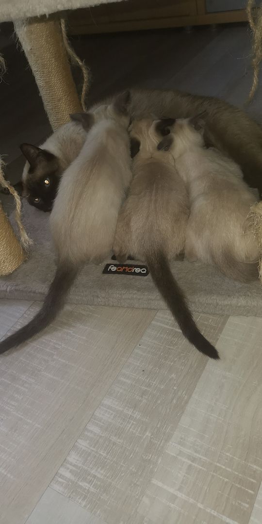 Siam-heilige Birma Kitten