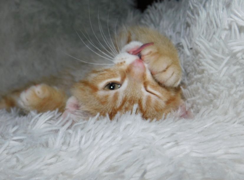 zuckersüße europäisch Kurzhaar Kitten suchen liebevolles Zuhause