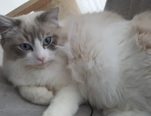 Ragdoll Kater sucht neues Zuhause für immer...