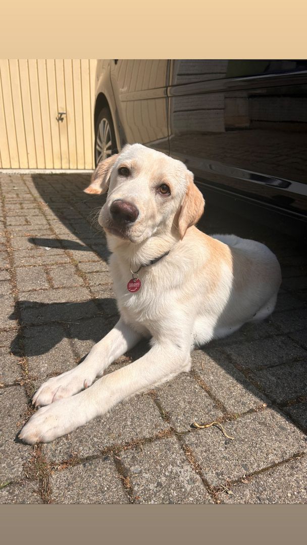 Labrador Rüde • 5Monate alt