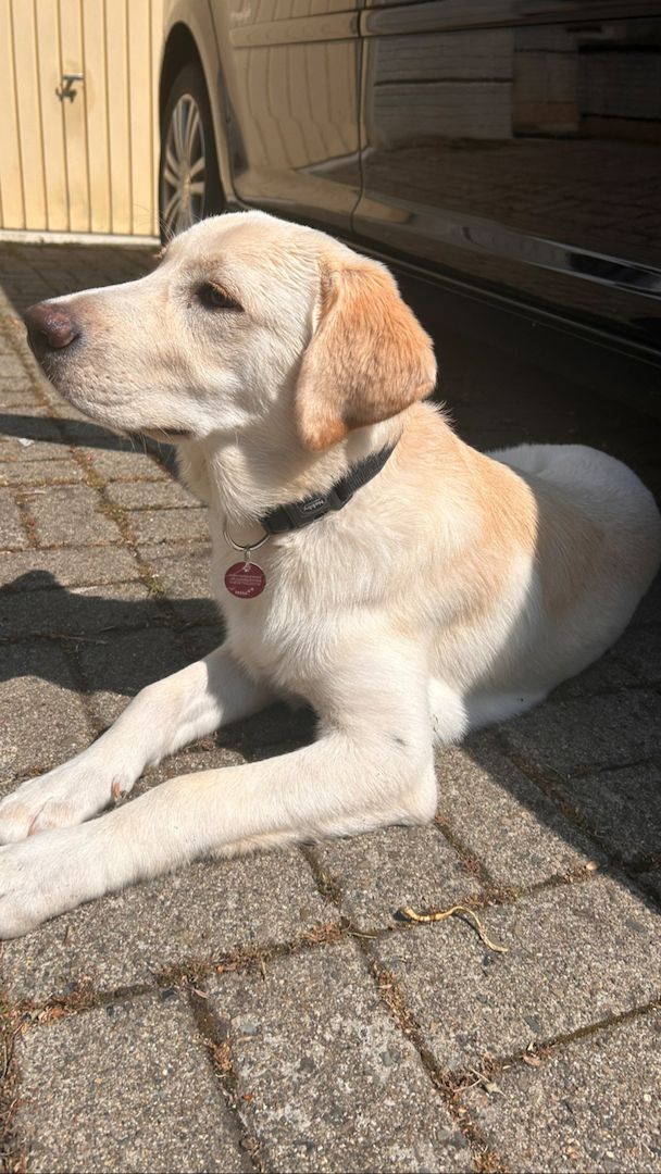 Labrador Rüde • 5Monate alt