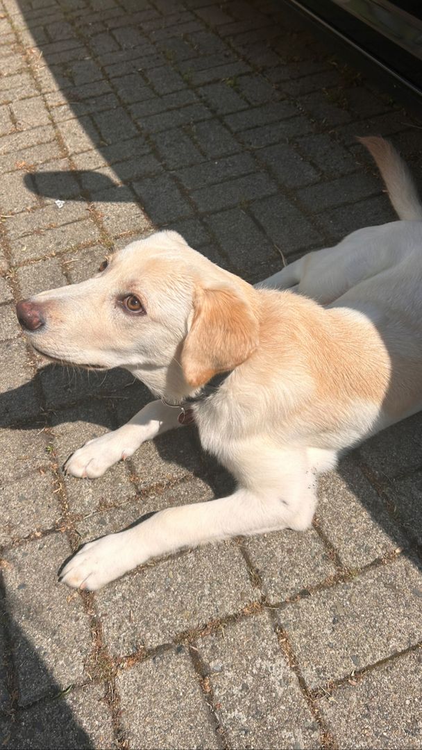 Labrador Rüde • 5Monate alt